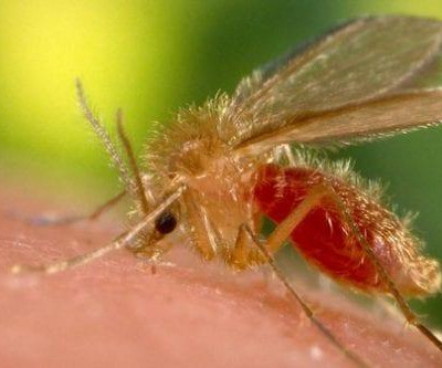 Vigilância Epidemiológica de Três Lagoas investiga suspeita de caso de morte por Leishmaniose