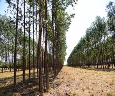 Em dois anos, área de plantio de eucalipto sobe 11% em MS
