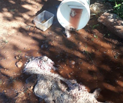 Mulher é presa após matar e tirar órgãos de cadela