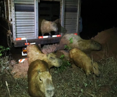 Meio Ambiente inicia manejo das capivaras da Lagoa Maior