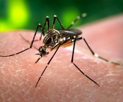 Boletim Epidemiológico: Saúde registra 87 casos suspeitos de dengue em Três Lagoas