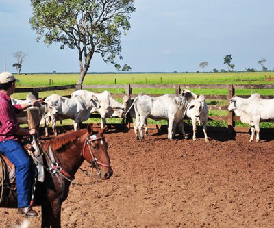 Bovinocultura de corte é responsável por 55,6 % dos empregos formais gerados na agropecuária em MS