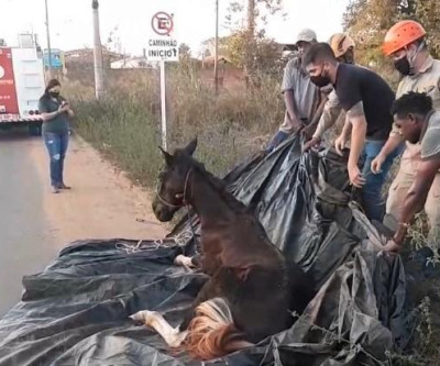 Atendimento a cavalo atacado por abelhas traz à tona a conscientização sobre proibição de animais de grande porte na área urbana