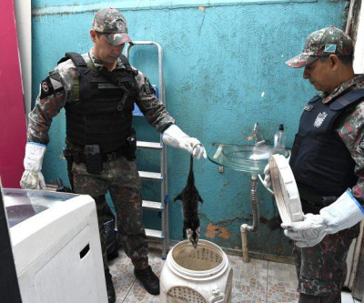PMA lembra que animal silvestre não é pet e esclarece quando deve ser capturado