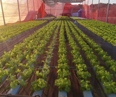 Projeto leva hidroponia a agricultores familiares e aumenta produção em Naviraí