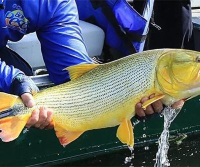 Pescador é multado em R$ 5,5 mil após ser flagrado com dourado proibido em Mato Grosso do Sul