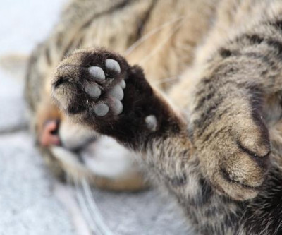 Prefeitura lembra que serviço gratuito de coleta de animais mortos evita contaminação e riscos à saúde