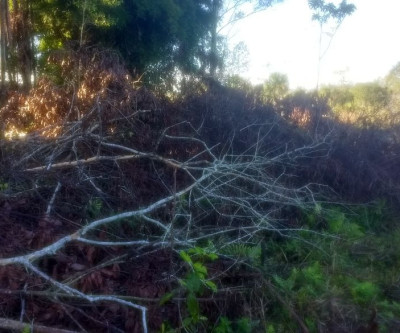 PMA autua proprietário rural por desmatamento e exploração ilegal de madeira