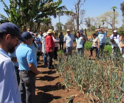 Projeto busca implementar o cultivo de cebola entre agricultores familiares 
