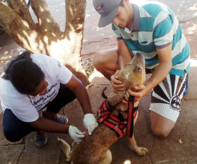 Mais de 700 animais foram imunizados contra a raiva em Brasilândia