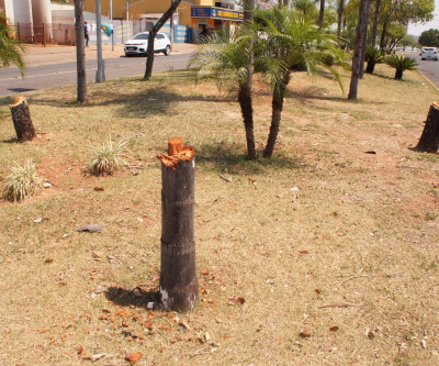 Corte de árvores em cruzamento de avenidas expõem ineficiência da Secretaria do Meio Ambiente