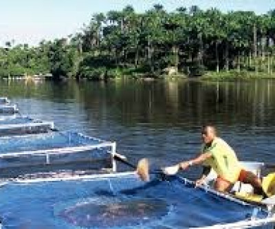 Seriedade do Estado ajuda Selvíria sediar polo nacional de produção de peixes
