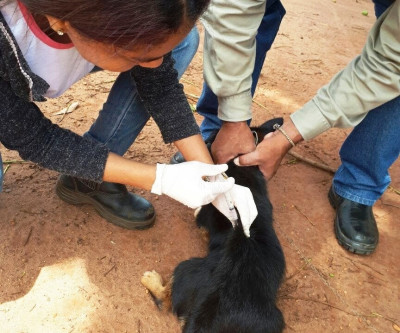 Mais de 1.500 animais já foram vacinados em Brasilândia