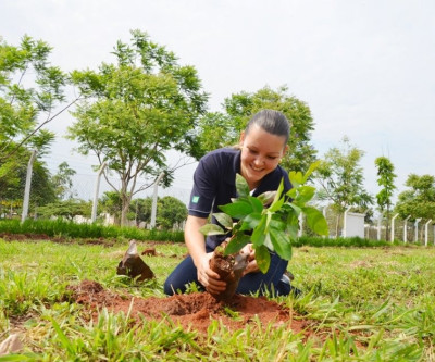 Projeto Áreas Mais Verdes atinja a marca de mais de duas árvores plantadas por dia