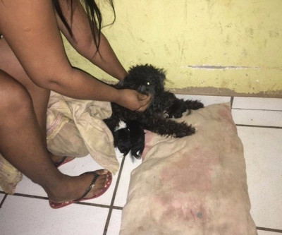 Homem é multado em R$ 2 mil por agredir cadela após denúncia da própria mulher