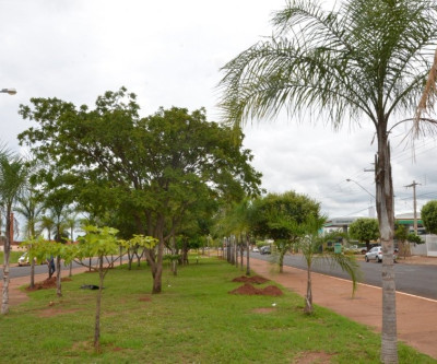 Palmeiras-gueroba retiradas da Clodoaldo Garcia estão sendo replantadas em avenidas de Três Lagoas