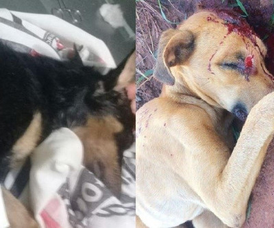  “Thor” e “Neguinha”, vítimas de maus tratos não resistem e morrem