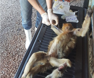 Exames comprovam que macaca encontrada ferida não estava com febre amarela