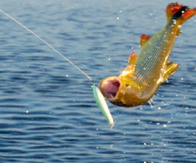 Mais de 60% dos presentes no 9º Torneio de Pesca de Três Lagoas são turistas