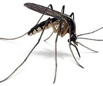 Mais dois casos de Leishmaniose humana são confirmados em Três Lagoas