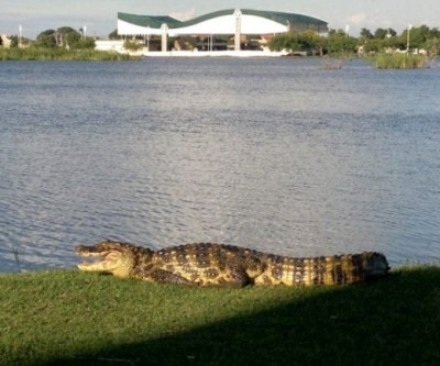 Segundo Ibama, retirada de jacarés da Lagoa Maior está quase concretizada