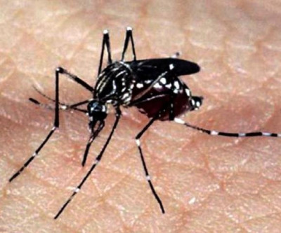 Possibilidade de epidemias de Zika e Chikungunya deixa especialistas em alerta