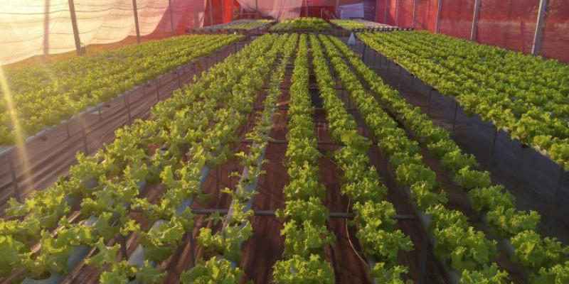 Projeto leva hidroponia a agricultores familiares e aumenta produção em Naviraí