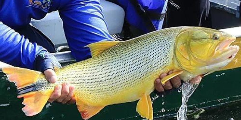 Pescador é multado em R$ 5,5 mil após ser flagrado com dourado proibido em Mato Grosso do Sul