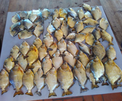 PMA prende pescador paulista durante a operação piracema e apreende barco, motor, pescado e veículo