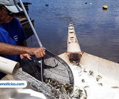 Mais de 100 mil peixes são soltos no reservatório da usina de Ilha