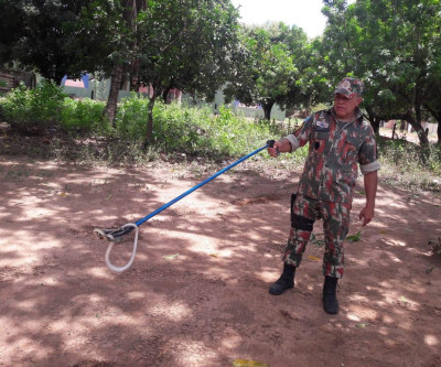 PMA captura quinta serpente em dez dias em residências de Coxim