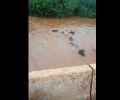 VÍDEO: Flagrante após tromba d'água em cidade de MS mostra vacas sendo arrastadas na correnteza