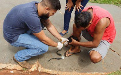CCZ realiza exames em cães do Distrito de Arapuá para diagnóstico de leishmaniose