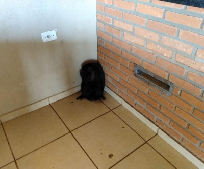 Polícia Militar Ambiental de Campo Grande captura macaco bugio dentro de residência