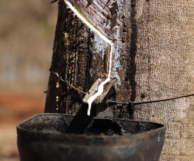 Preço do coágulo da seringueira em fevereiro apresenta alta de 0,78% em MS