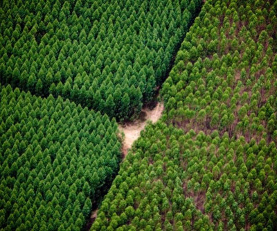 Suzano abre processo seletivo para Supervisor(a) de Colheita em Três Lagoas