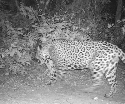 Suzano registra avistamentos de onças-pintadas em área florestal de Mato Grosso do Sul