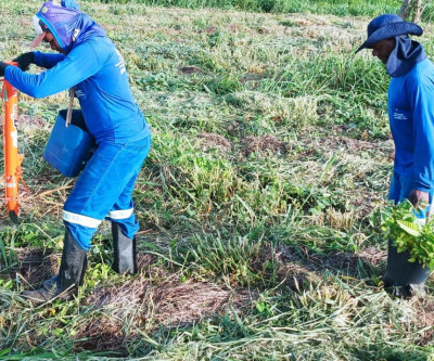 CESP doa mais de 26 mil mudas nativas da Mata Atlântica para restauração de Corredores de Biodiversidade do Rio Paraná