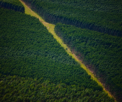 Suzano abre cadastro para pessoas com deficiência  em Água Clara, Brasilândia e Três Lagoas