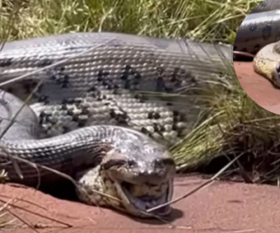 VÍDEO de sucuri imensa vomitando outra viva foi gravado em MS? Pescador conta onde fez flagrante
