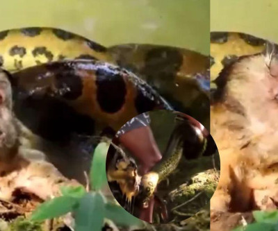 VÍDEO: Macaco grita por socorro ao ser devorado por sucuri em MS