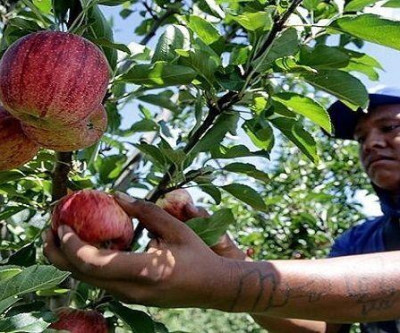 MPT e MPF-MS emitem recomendação para combater a exploração de trabalhadores indígenas nas plantações de maçã no Sul do país