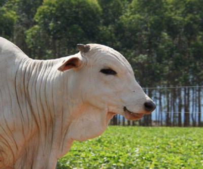 Produtores rurais têm até 2 de junho para declarar rebanho em MS