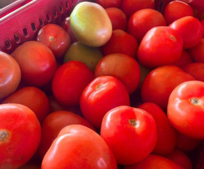 Alface e tomate estão mais baratos enquanto pepino segue em alta na Ceasa-MS