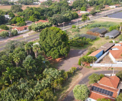 Viveiro Municipal vai abrir em horário especial durante o mês de setembro para doação de mudas