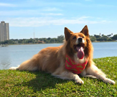 “A Rua é Nossa” terá programação especial com Pet Day neste domingo em Três Lagoas