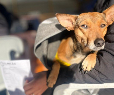 Caravana da Castração em Três Lagoas: importância dos cuidados antes e depois da cirurgia