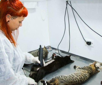 Devido faltas, Caravana da Castração permite encaixes na agenda, veja como