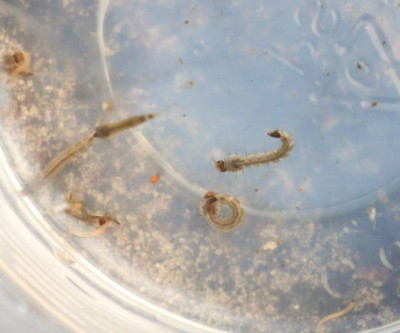 SES alerta para intensificação das ações contra o Aedes aegypti com divulgação do 3º LIRAa de 2025