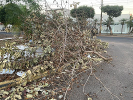Descarte irregular de galhadas revolta moradores e desafia limpeza em Três Lagoas